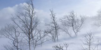 Poezia zilei: „Azi ninge tare, draga mea” – Alexandru Andrieş