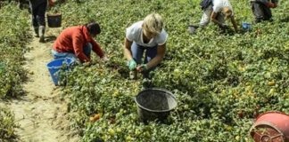 Taranto – un grup de muncitori români exploatați în condiții inumane și fără plată timp de trei luni