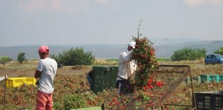 Taranto – alți doi muncitori români, exploatați de „caporali”, au fost găsiți abandonați în stația Porta Napoli