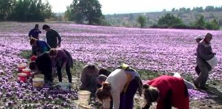 „Aurul roșu” din România, un kilogram costă 14.000 de euro. Italienii îl adaugă în celebrele lor risotto-uri