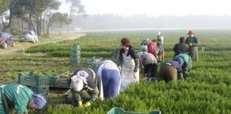 România – Campanie de informare pentru românii care doresc să muncească în afara granițelor