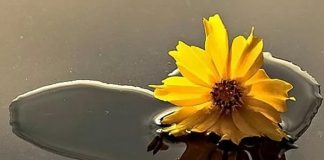 Poezia zilei: „Fără să știu” – Nicu Caranica