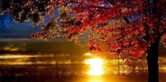 Poezia zilei: „Apune tinerețea” – George Lesnea