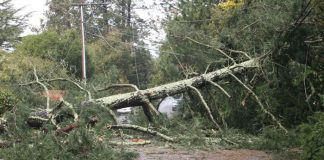 Patru oameni au murit în urma furtunilor puternice din nordul Italiei. Una dintre victime a fost răpusă de un fulger