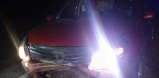 Gorj: român din Italia omoară 33 de mistreți cu Dacia Sandero în drumul său spre casă