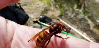 La Spezia: bărbat român înțepat de o viespe, moare după 20 de zile de agonie