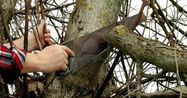 logo rotalianul 272x90