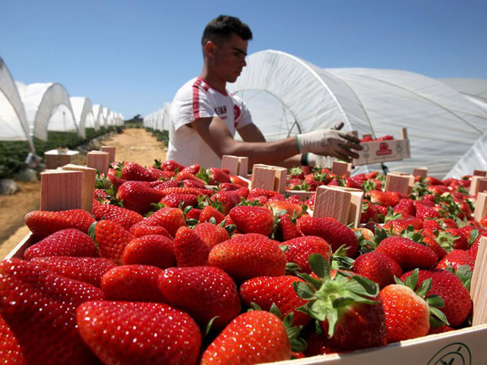 logo rotalianul 272x90