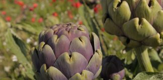 Carciofo italian sau anghinarea românească, beneficii și proprietăți