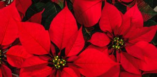 Steaua Crăciunului, floarea magică a sărbătorilor de iarnă și modul în care trebuie îngrijită