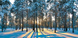 Poezia zilei: „Sonet de ianuarie” – Ioan Friciu