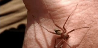 O româncă din Italia a murit după ce a fost mușcată de un păianjen. Două săptămâni s-a zbătut între viață și moarte