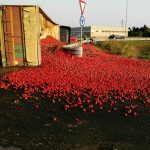 camion pomodori ribaltato-1