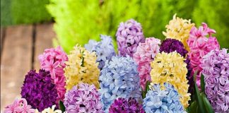 Zambila, legenda și denumirea acestei flori în Italia