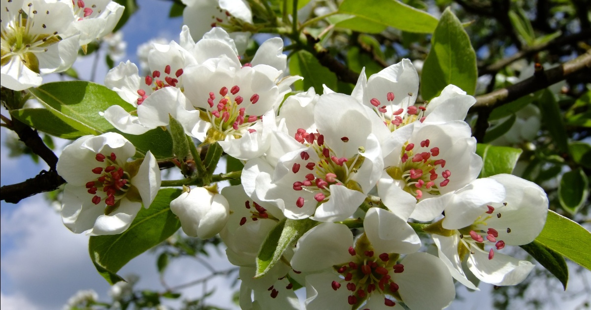 logo rotalianul 272x90