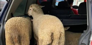 Români din străinătate cu oi furate în portbagajul mașinii. Arestați în timp ce se îndreptau spre Germania
