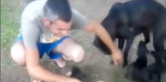 Român lăudat de italieni: „Un om cu inimă mare, a salvat zece căței de la moarte”