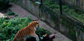 O tânără mamă a luptat cu mâinile goale împotriva unui tigru pentru a salva viața copilului ei