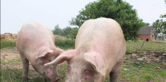 Un fermier din Austria tăia ilegal porci și vindea carnea românilor fără a respecta normele sanitare. „Am crezut că-i ceva ecologic”
