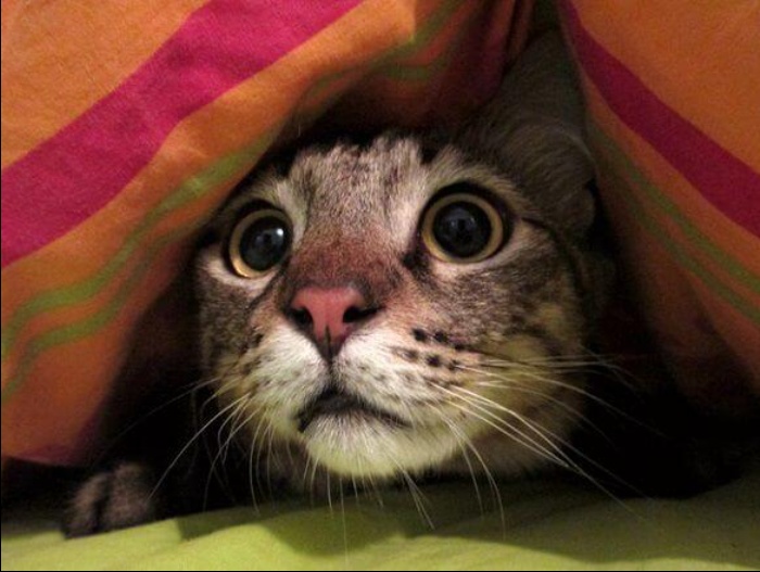 Bărbat din Italia surprins în timp ce mânca o pisică. A gătit-o la un foc improvizat