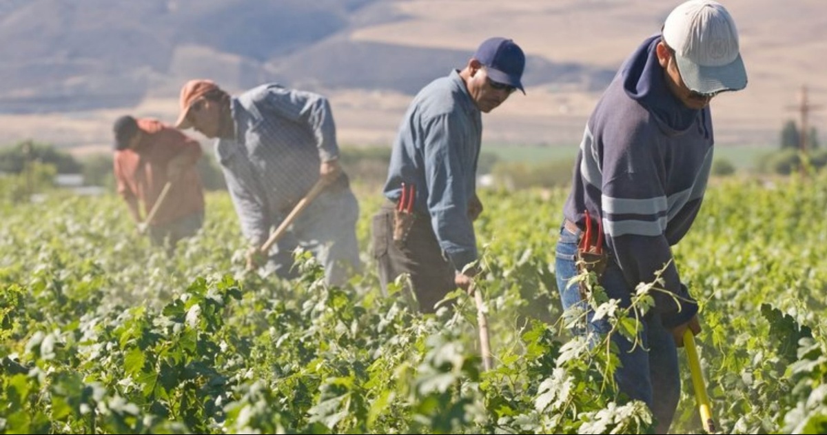 Una donna rumena proveniente dall’Italia e suo marito, accusati di sfruttamento di diversi lavoratori rumeni e di altre nazionalità |  Il rotaliano