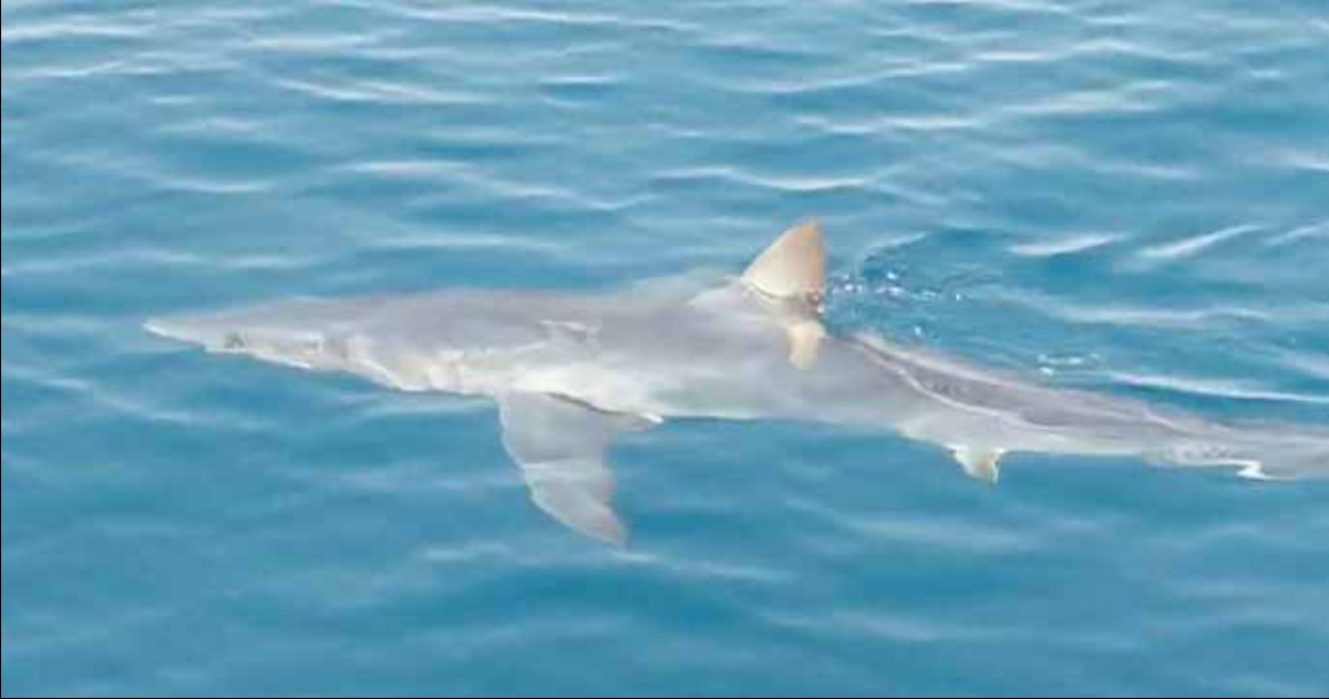 VIDEO.  Squalo filmato in Italia da due pescatori.  L’appello delle autorità alla popolazione |  Il rotaliano