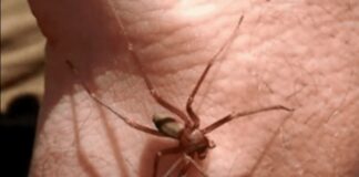 Bărbat mort în Italia de la mușcătura unui păianjen