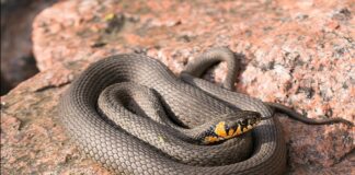 Capitala Italiei, invadată de șerpi. Sfaturi de la specialiști pentru populație