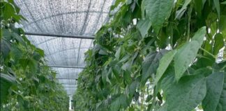 Româncă revenită din Italia, dezamăgită că va trebui să-și vândă afacerea: „Nu mai găsești oameni la lucru, nu le mai place munca”