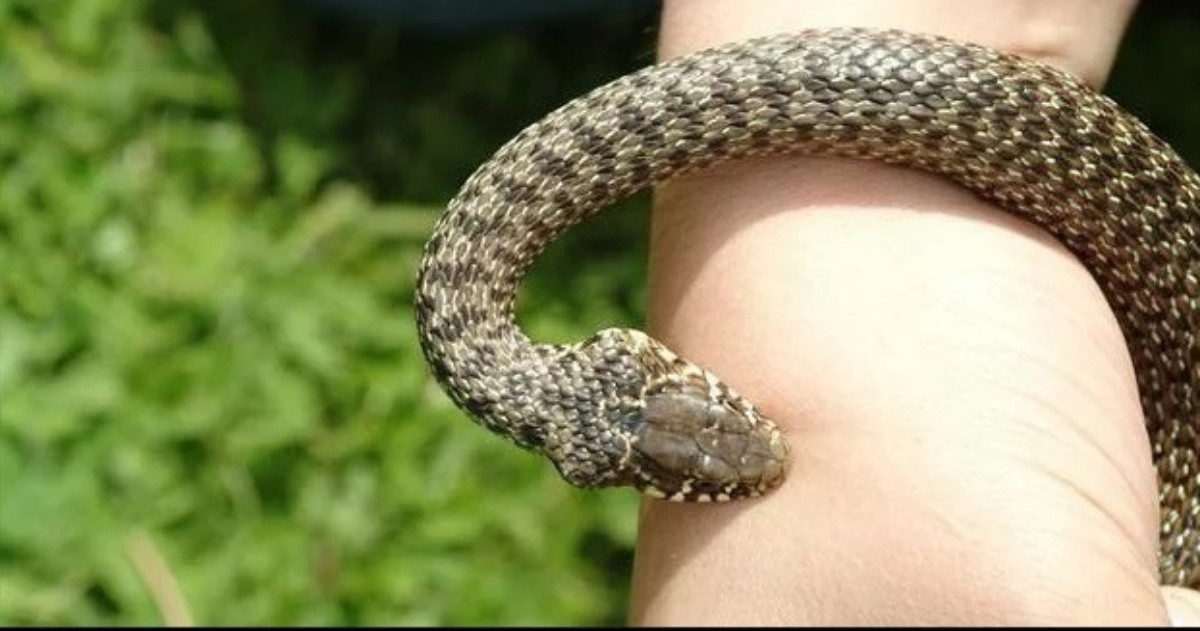 Bambina italiana di 5 anni morsa da una vipera mentre giocava nel giardino di casa