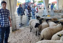 Tânăr din Italia, cioban la oi pe un salariu de 1.200 de euro: „Nu este vorba de bani, ci de libertate și pasiune” 1