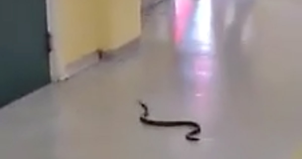 VIDEO |  Serpente nei corridoi di un ospedale in Italia.  Panico tra pazienti e personale medico Le Rotalien