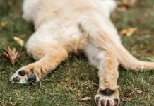 Italia: O femeie și-a aruncat câinele pe balcon de la etajul doi și l-a ucis pe loc. Era beată criță 1