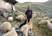 Gheorghe, păstor român în Italia: „Animalele fac parte acum din familia mea” 2dd898c1-91c3-4b72-b464-f9ef35b79033