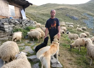 Gheorghe, păstor român în Italia: „Animalele fac parte acum din familia mea” 2dd898c1-91c3-4b72-b464-f9ef35b79033