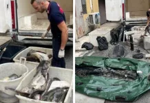 Trei români prinși în Italia cu 350 de kg de pește pescuit ilegal. Denunțați pentru braconaj piscicol și acte de cruzime în dauna animalelor 1