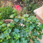 153img-20231207-wa0012