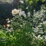 562img-20231207-wa0017