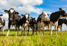 Peste 70 de vaci au murit din senin, în același timp, într-o fermă din Italia. Motivul incredibil care a dus la decesul animalelor 1