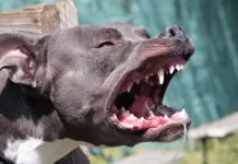 Român din Italia, salvat de la moarte de soție după ce câinele familiei l-a atacat. Femeia a ucis animalul cu un cuțit 1