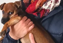 Român din Italia, filmat de soție în timp ce abuza sexual de cățelușa familiei. „Aveam o bănuială. Am lăsat telefonul cu camera video pornită în cameră” 1