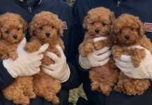 Italia: Unsprezece cățeluși, găsiți ascunși printre bagaje într-un autocar care venea din România. Șoferul și proprietarul au primit amenzi usturătoare 1