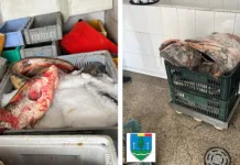 500 de kilograme de pește adus din Italia, confiscat în România de autorități. Era transportat fără acte și urma să fie introdus pe piață 1