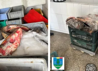 500 de kilograme de pește adus din Italia, confiscat în România de autorități. Era transportat fără acte și urma să fie introdus pe piață 1