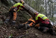 Muncitor român din Italia, prins sub un copac în timp ce lucra în pădure. Extras cu elicopterul și transportat la spital 1