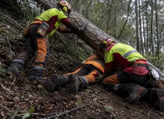 Muncitor român din Italia, prins sub un copac în timp ce lucra în pădure. Extras cu elicopterul și transportat la spital 1