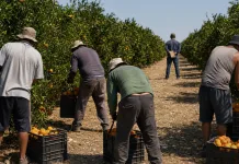Patru români, acuzați că au obligat muncitorii în Italia să lucreze fără odihnă pentru salarii foarte mici 1