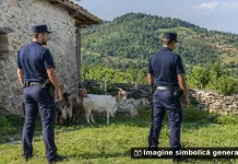 Bărbat român din Italia, acuzat că a răpit și violat mai multe capre și o măgăriță 1