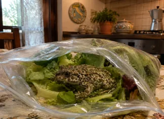 Șoc pentru o femeie din Italia: a găsit o broască râioasă vie în punga de salată cumpărată de la supermarket c16ab521-ccc3-4c26-96d0-579916202d68