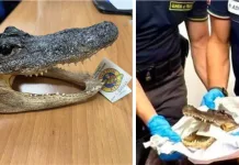 Pasager prins pe un aeroport din Italia cu un cap de crocodil ascuns în bagaj 1